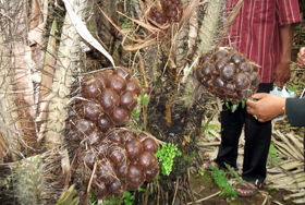 agrowisata salak pondoh sleman